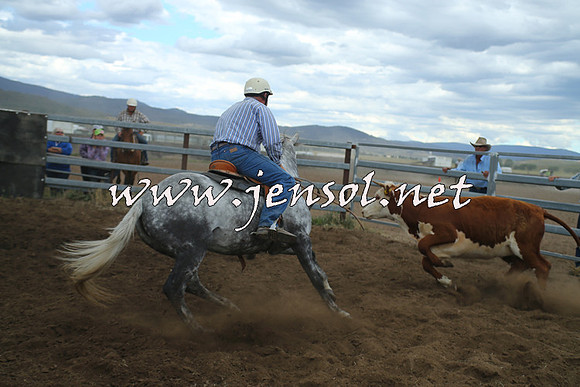 AdaminabyCampdraft2014_1442