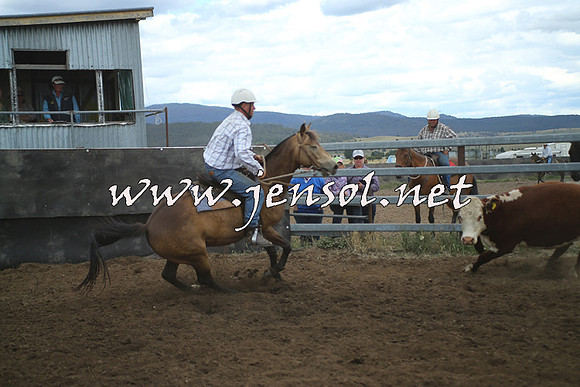 AdaminabyCampdraft2014_1358