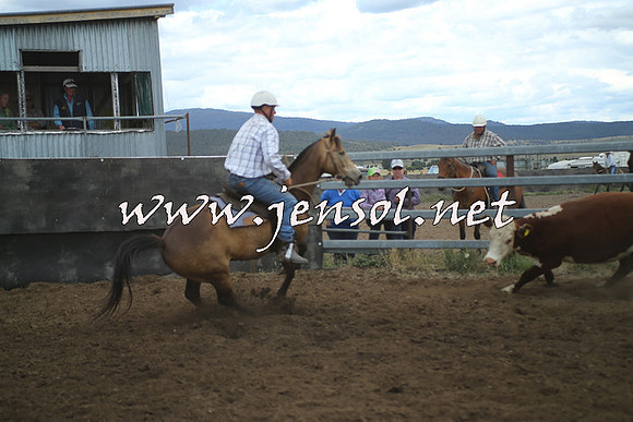 AdaminabyCampdraft2014_1360