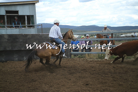 AdaminabyCampdraft2014_1361