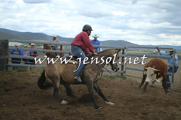 AdaminabyCampdraft2014_1371