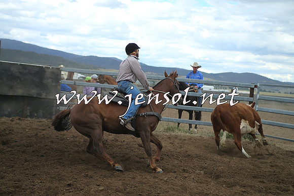 AdaminabyCampdraft2014_1334