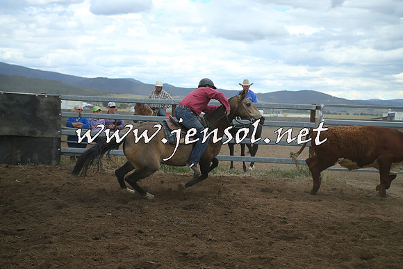 AdaminabyCampdraft2014_1373