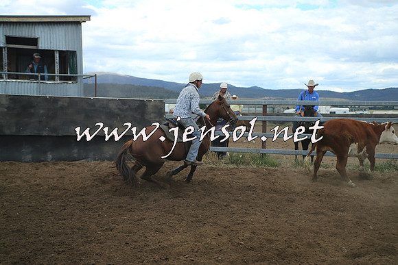 AdaminabyCampdraft2014_1302