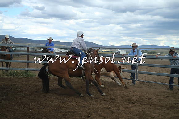 AdaminabyCampdraft2014_1484