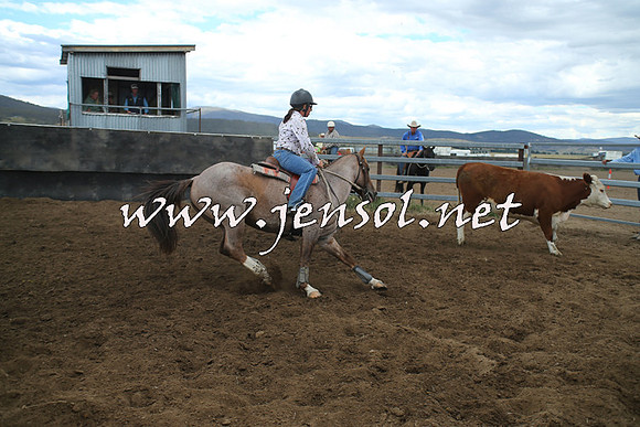 AdaminabyCampdraft2014_1257