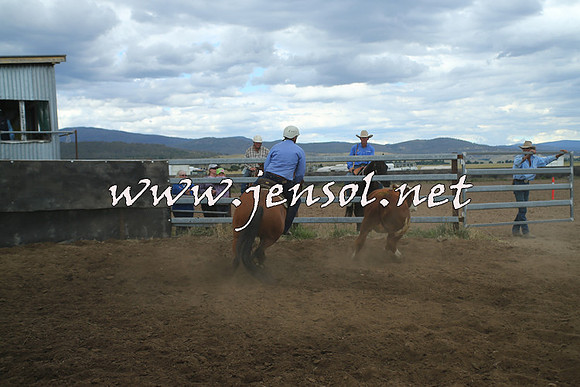 AdaminabyCampdraft2014_1545