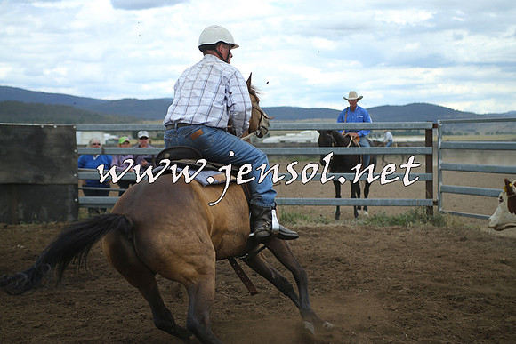 AdaminabyCampdraft2014_1355