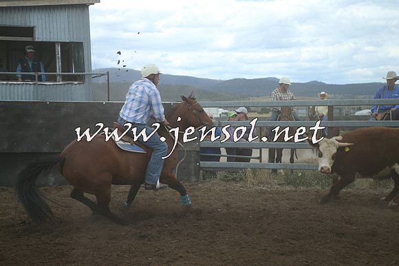 AdaminabyCampdraft2014_1322