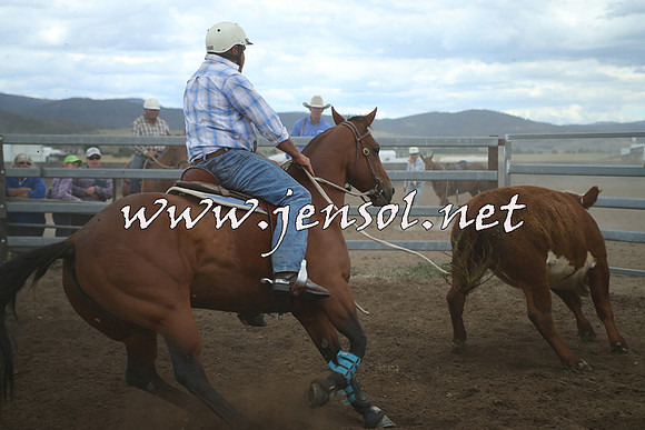 AdaminabyCampdraft2014_1332