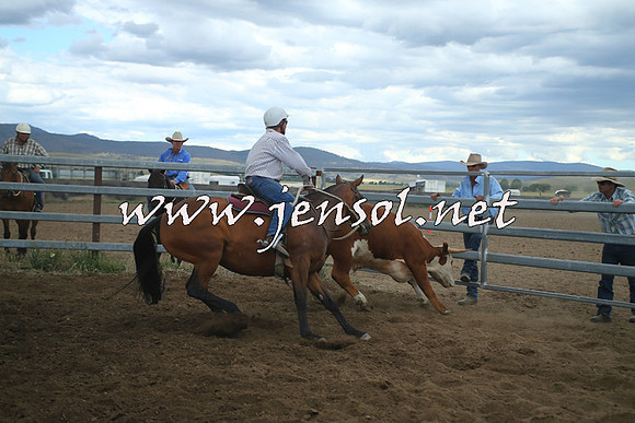 AdaminabyCampdraft2014_1486