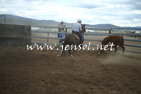 AdaminabyCampdraft2014_1408