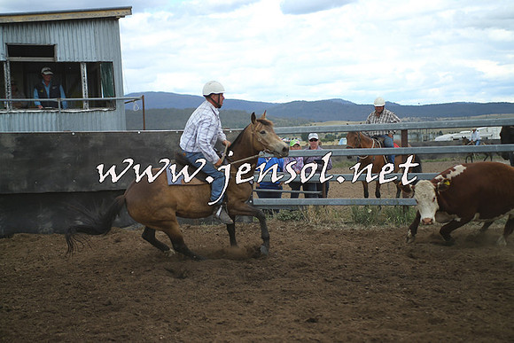 AdaminabyCampdraft2014_1357