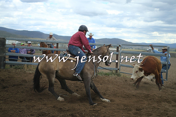 AdaminabyCampdraft2014_1369