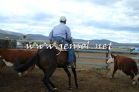 AdaminabyCampdraft2014_1239