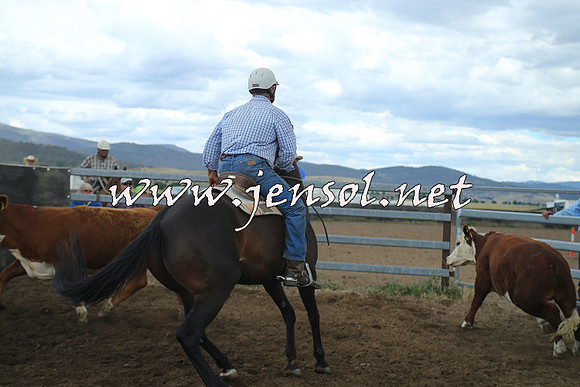 AdaminabyCampdraft2014_1239