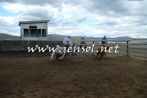 AdaminabyCampdraft2014_1438