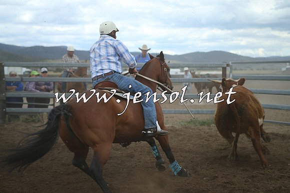 AdaminabyCampdraft2014_1331