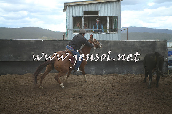 AdaminabyCampdraft2014_1453