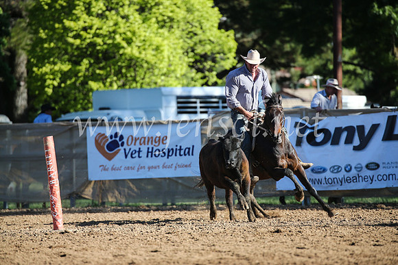 OrangeCampdraftSatOpen_3616