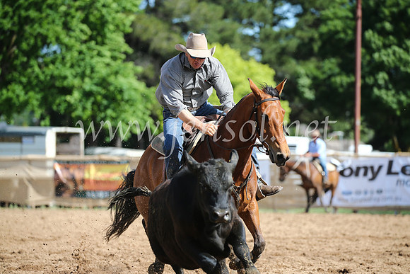 OrangeCampdraftSatOpen_3272