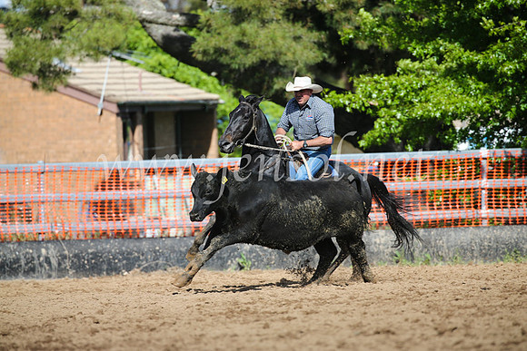 OrangeCampdraftSatOpen_3470