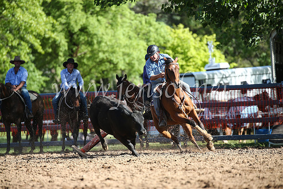 OrangeCampdraftSatOpen_3515
