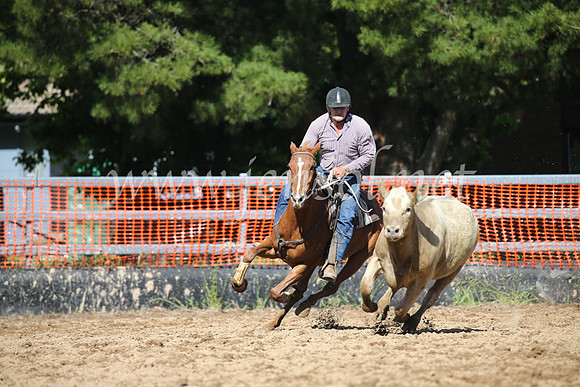 OrangeCampdraftSatOpen_3381