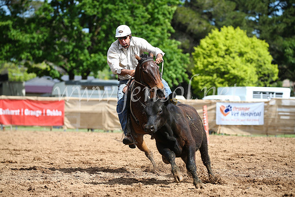 OrangeCampdraftSatOpen_3204