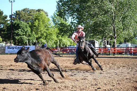 OrangeCampdraftSatOpen_3558