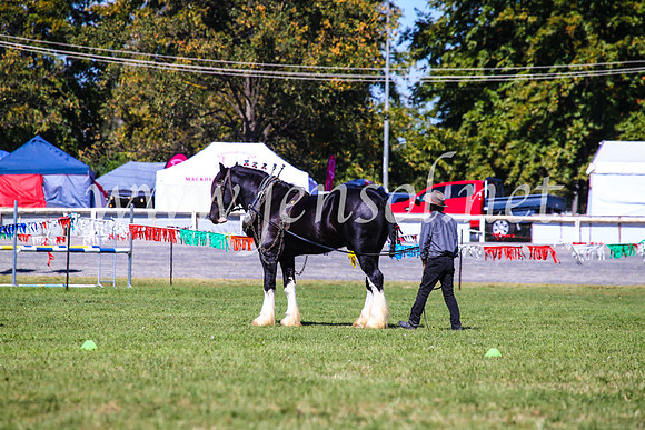 BathurstShow2017Fri_0490