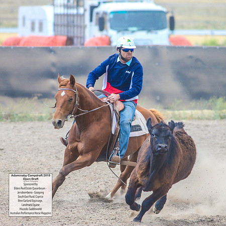 AdaminabyCampdraft2019_6470