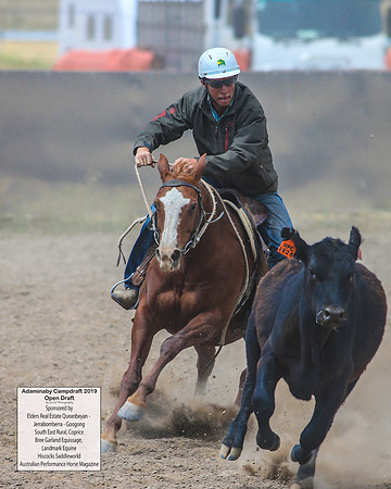 AdaminabyCampdraft2019_6523