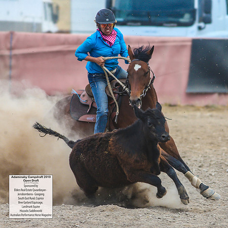 AdaminabyCampdraft2019_6490