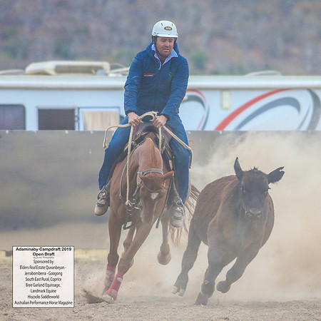 AdaminabyCampdraft2019_6334