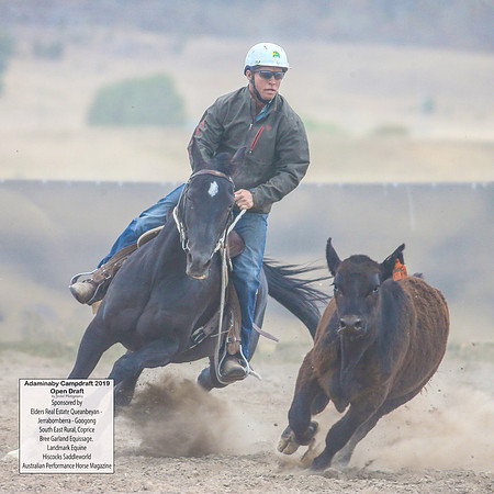 AdaminabyCampdraft2019_6267