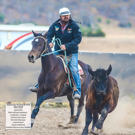 AdaminabyCampdraft2019_6252