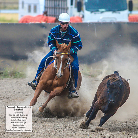 AdaminabyCampdraft2019_6498