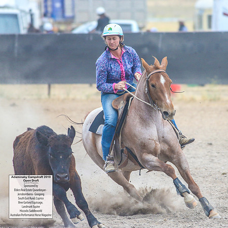 AdaminabyCampdraft2019_6466