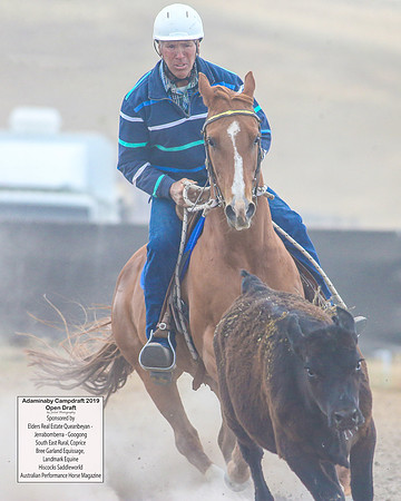 AdaminabyCampdraft2019_6185
