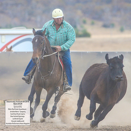 AdaminabyCampdraft2019_6220