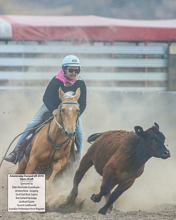 AdaminabyCampdraft2019_6235