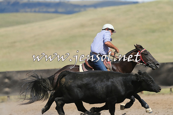 AdaminabyCampdraft2014_0578