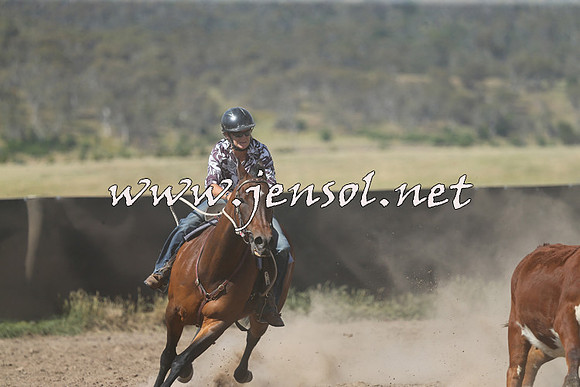 AdaminabyCampdraft2014_0585