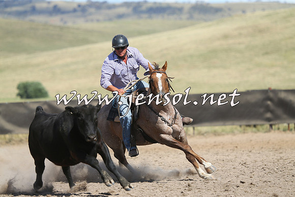 AdaminabyCampdraft2014_0640