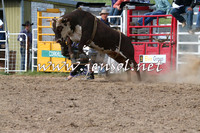 Novice Bulls