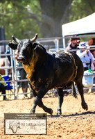 TaralgaRodeo2019_5592
