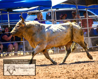 TaralgaRodeo2019_5543