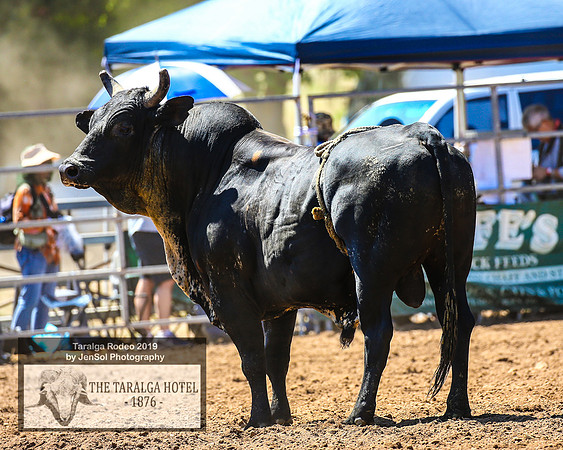 TaralgaRodeo2019_5595