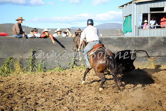 AdaminabyCampdraft2016_5679